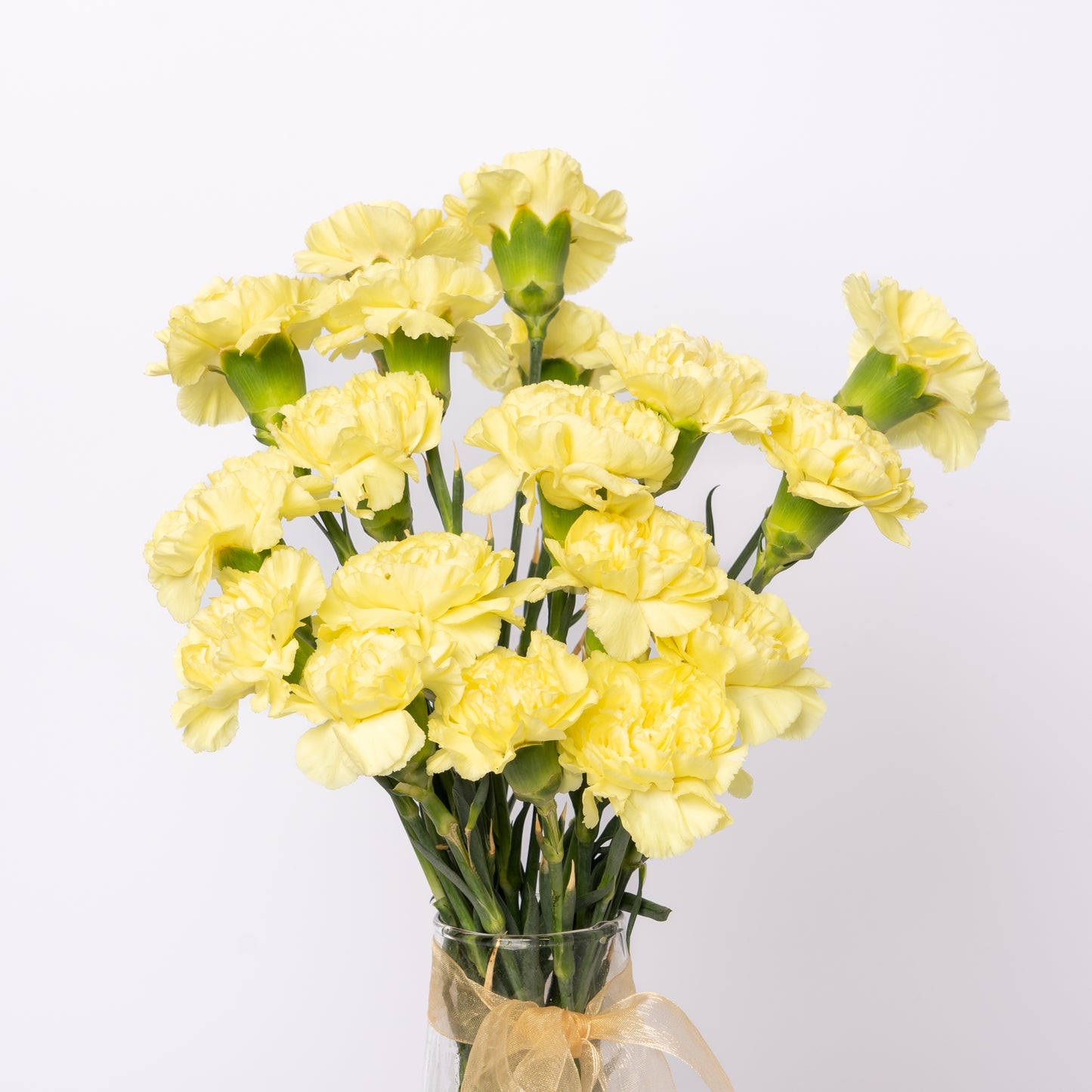 Carnation Yellow
