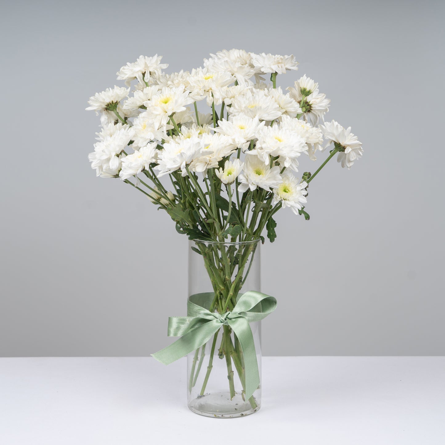 Chrysanthemum White