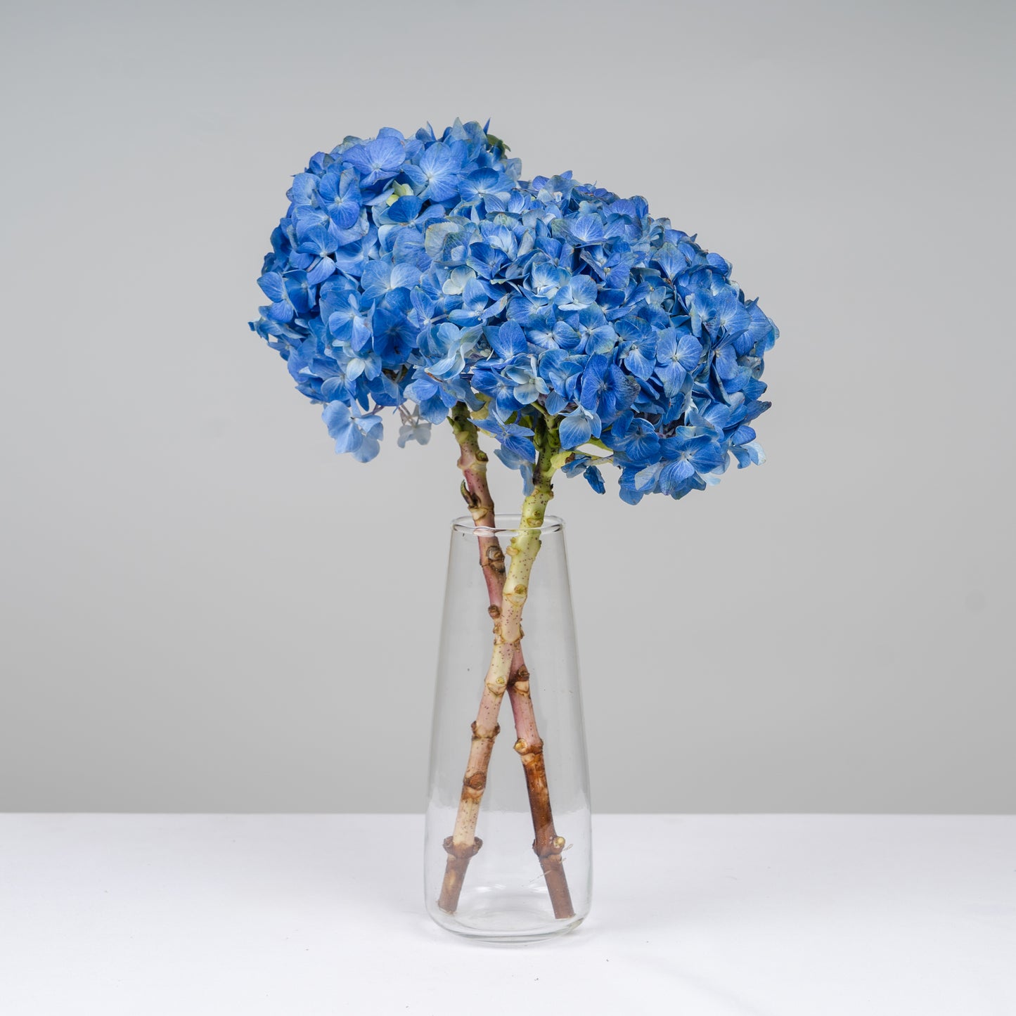 Hydrangea Blue