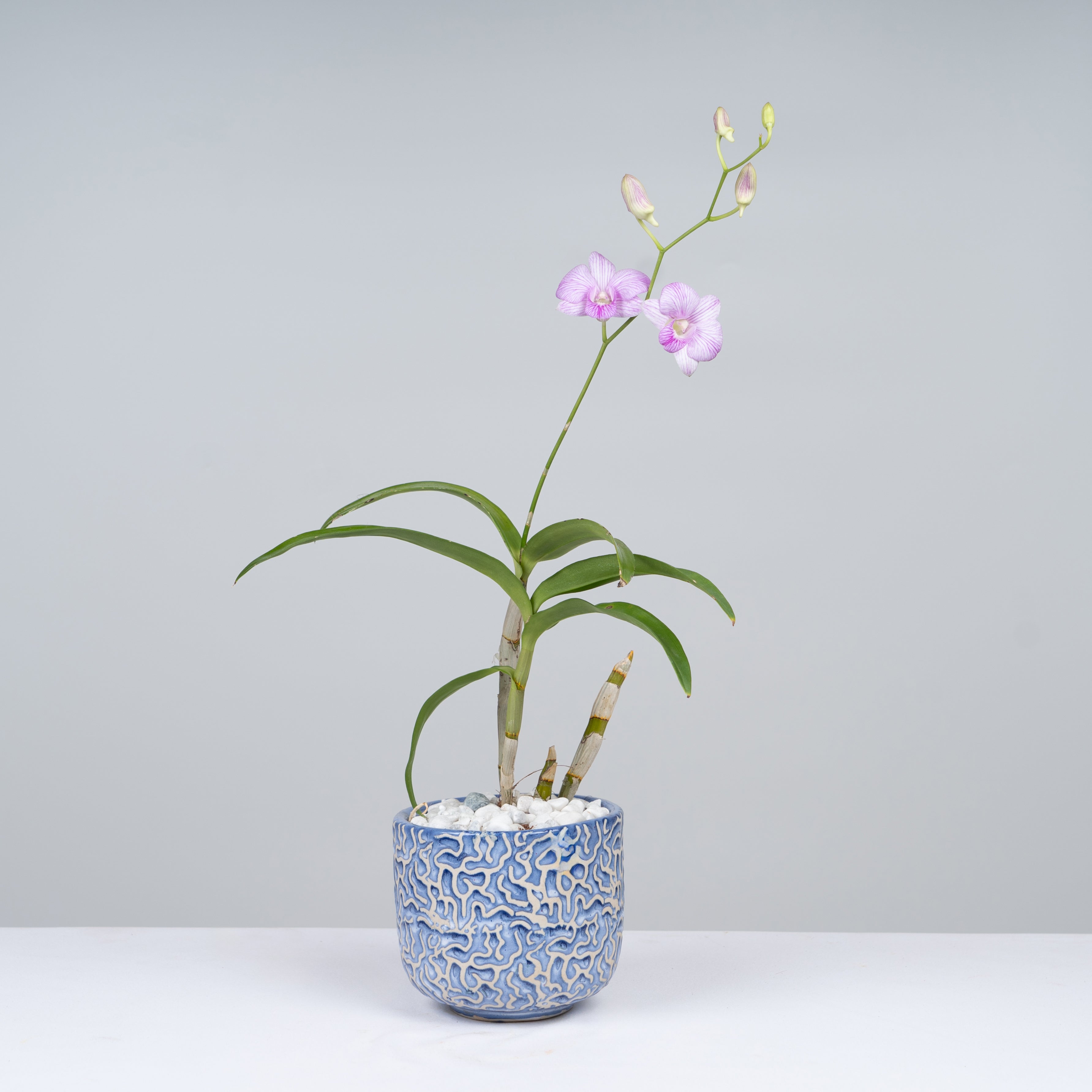 Chinese style imitation purple sand oval basin creative water-absorbing green plant fleshy flower pot on sale ceramic orchid pot special flower pot