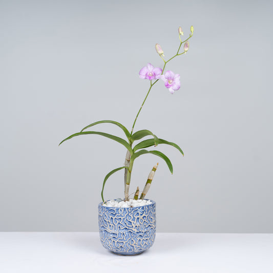 Orchid Plant with Ceramic Pot