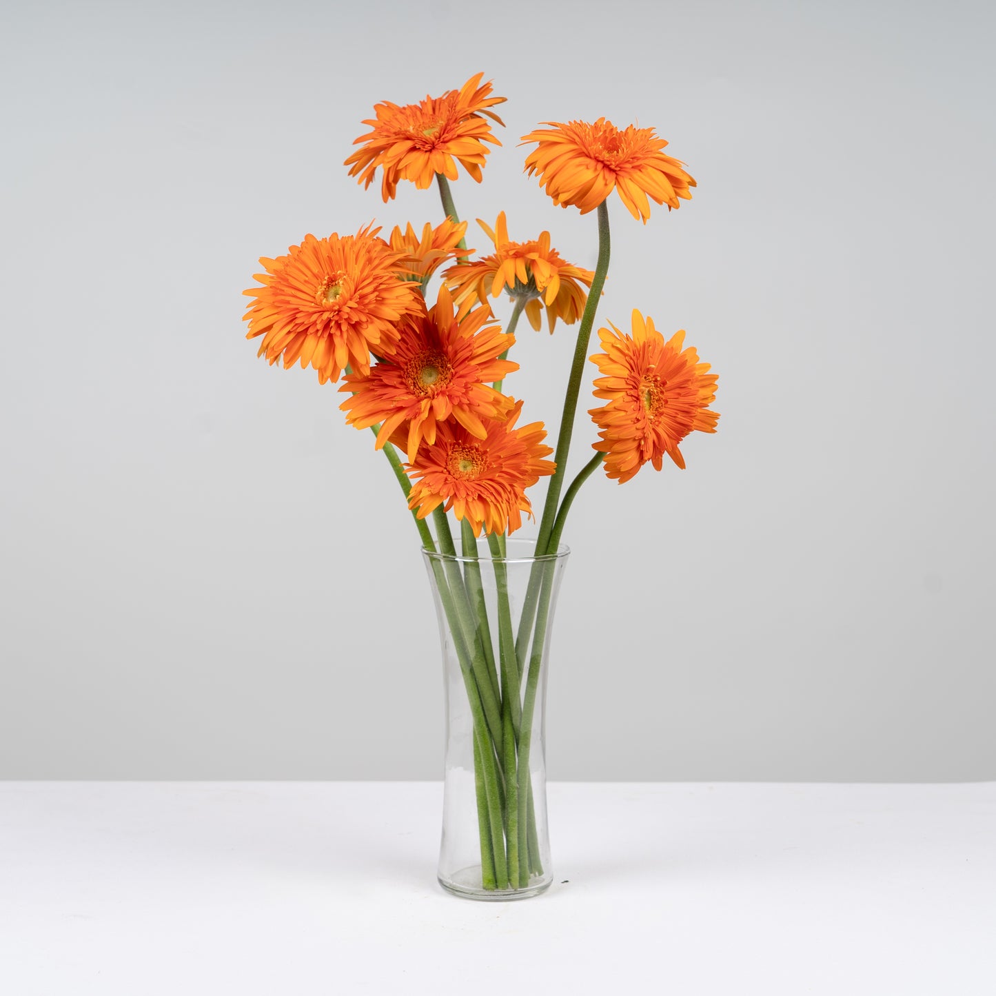 Gerbera Orange