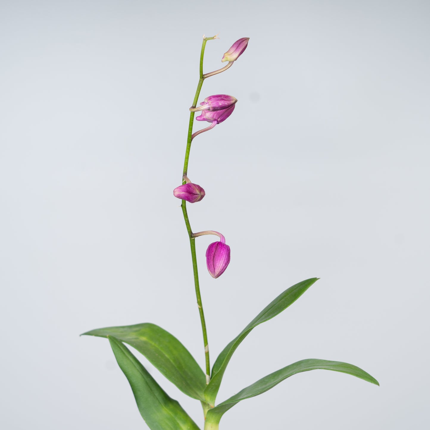 Phalaenopsis Plant with Ceramic Pot