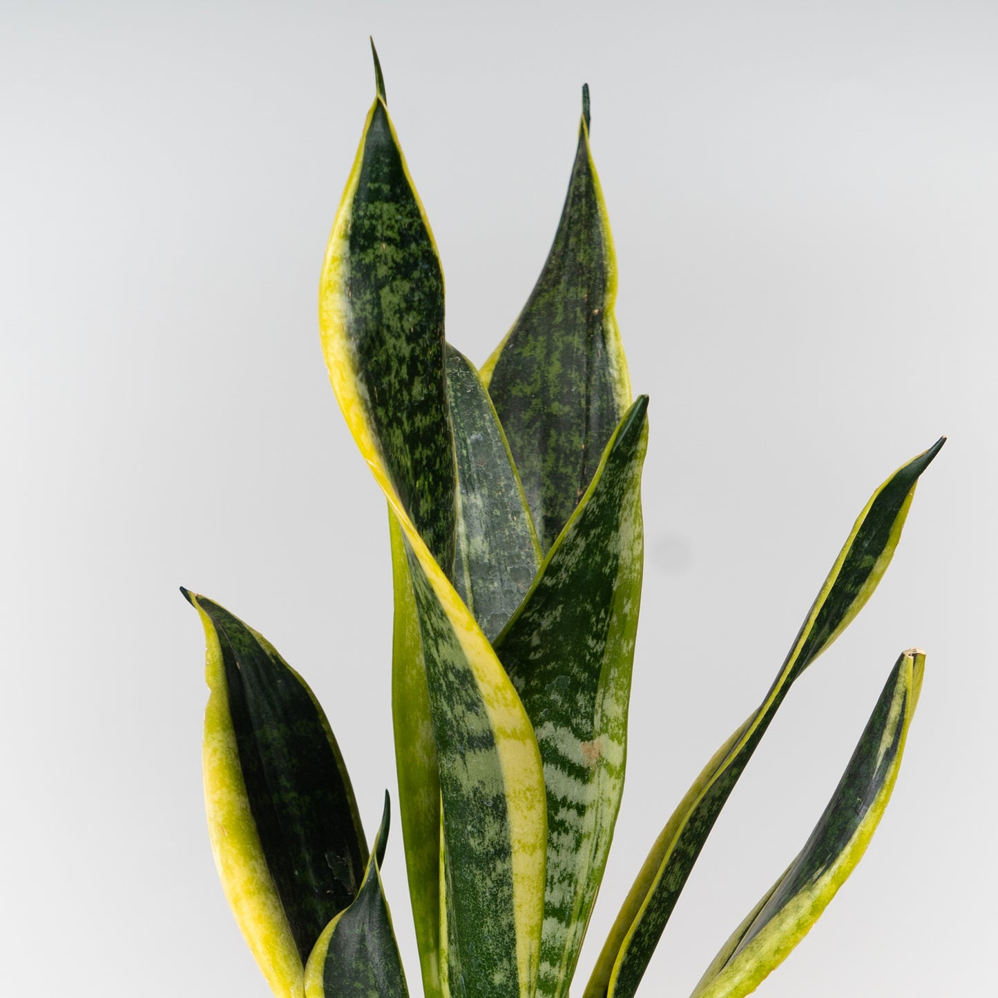 Snake Plant with ceramic pot