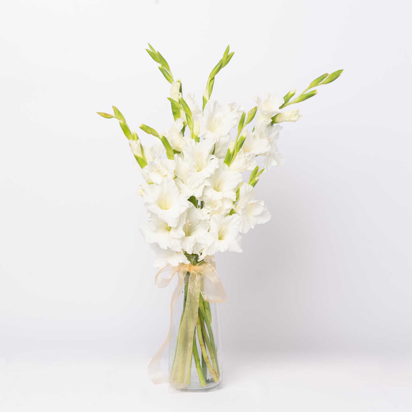 Gladiolus White