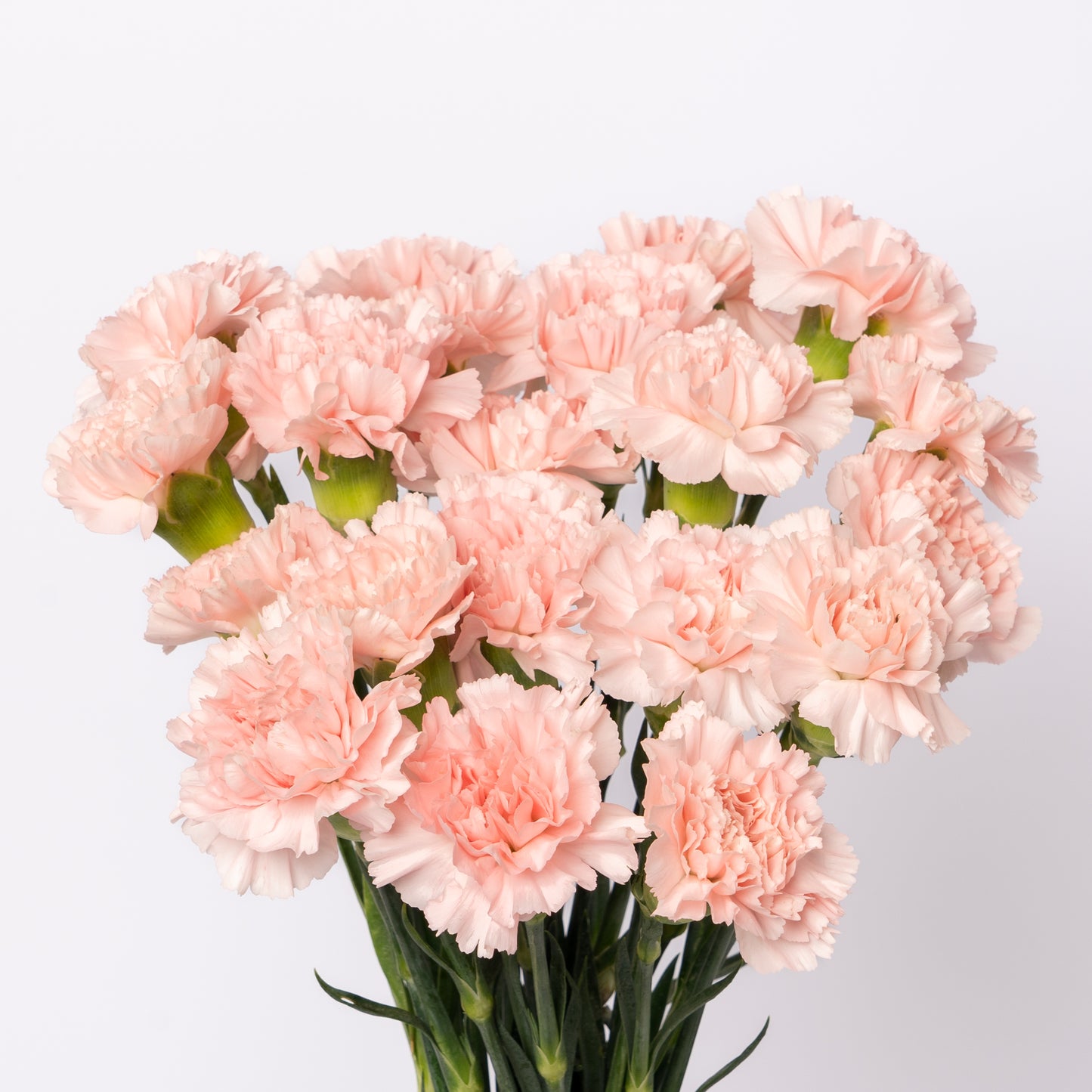 Carnation Pink