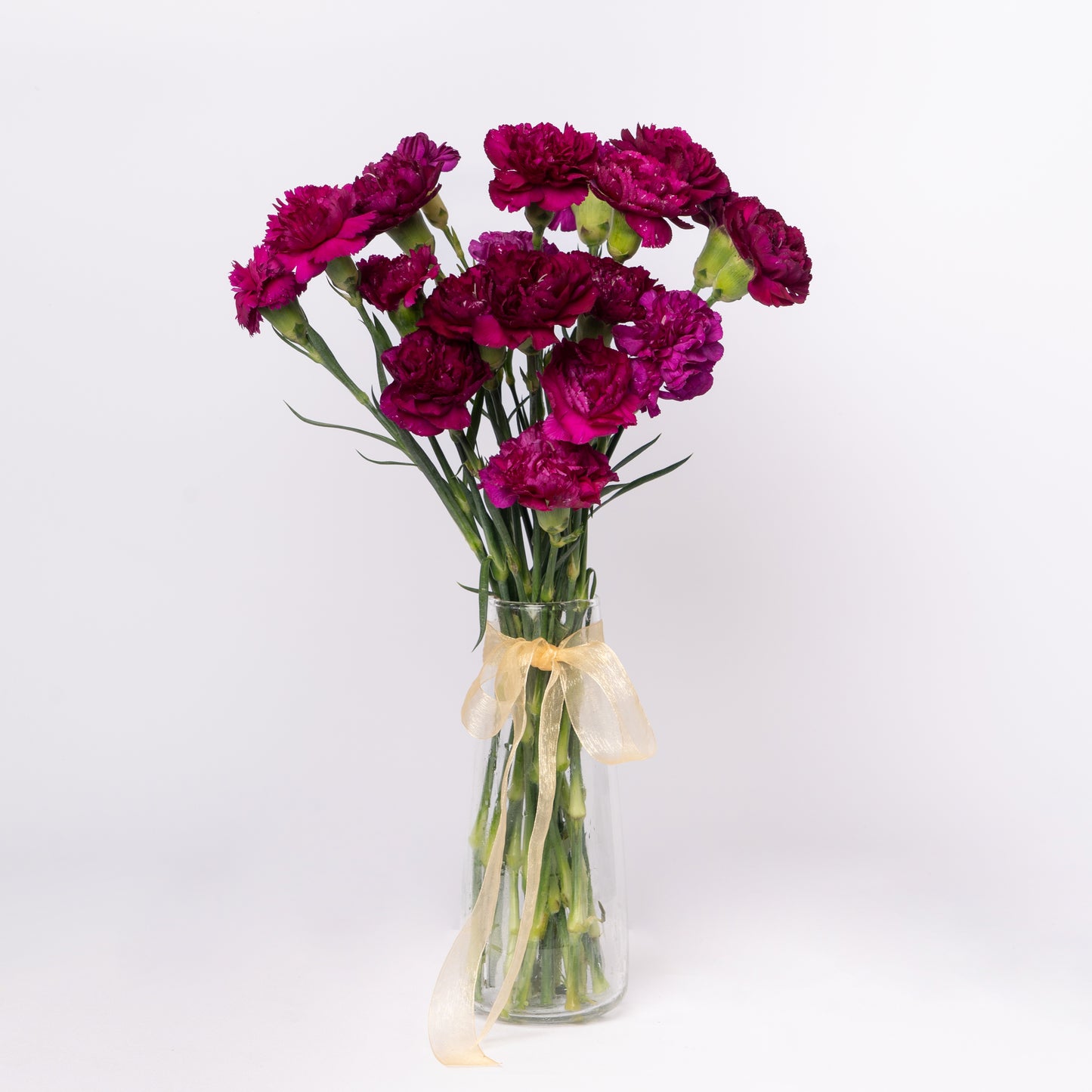 Carnation Purple