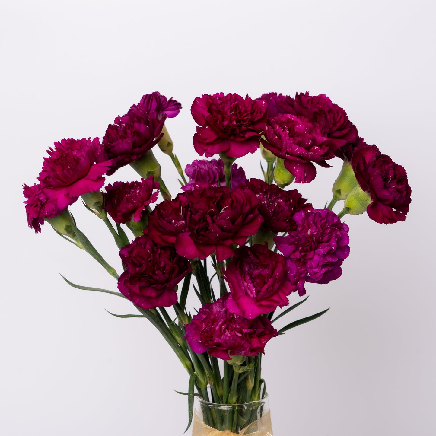 Carnation Purple