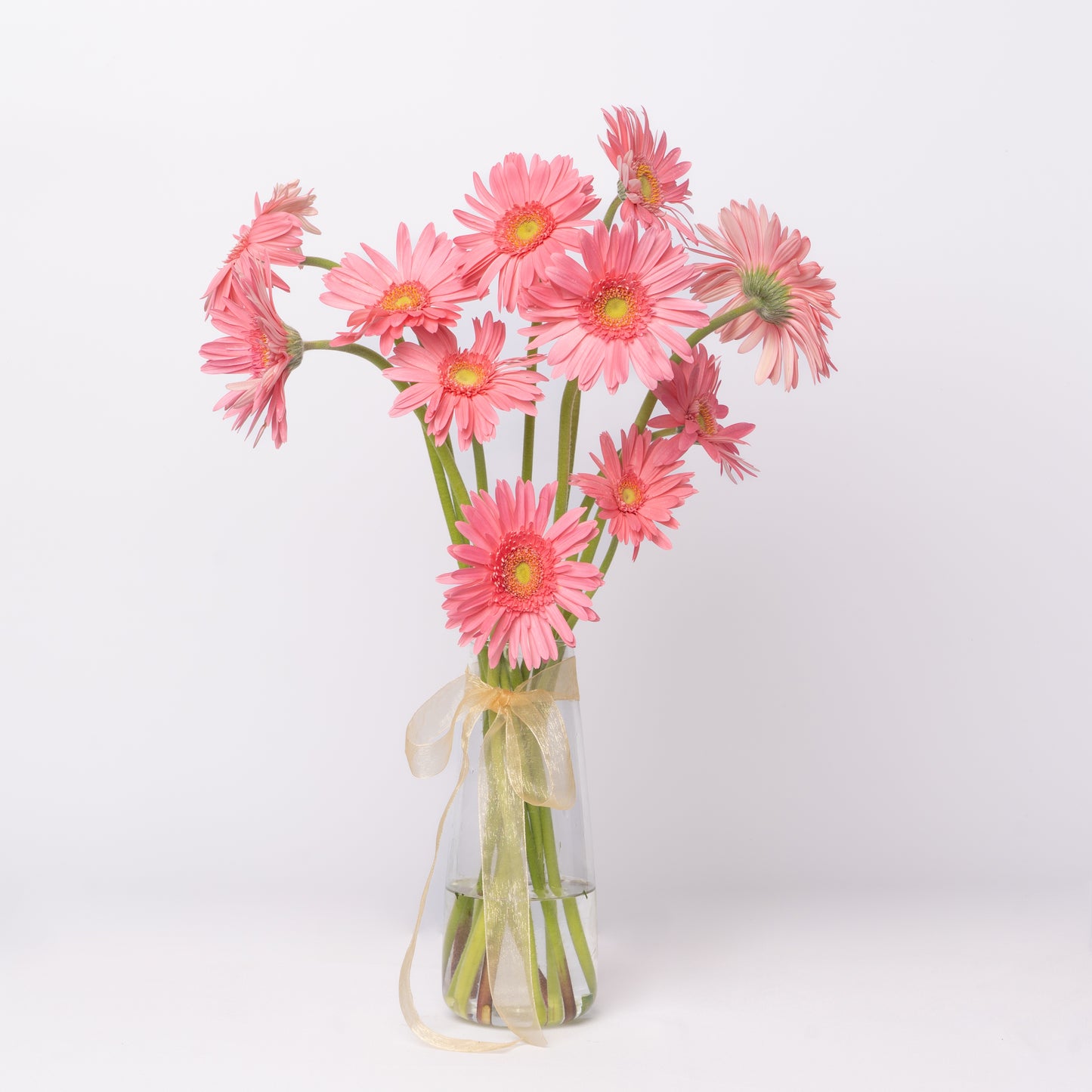 Gerbera Pink