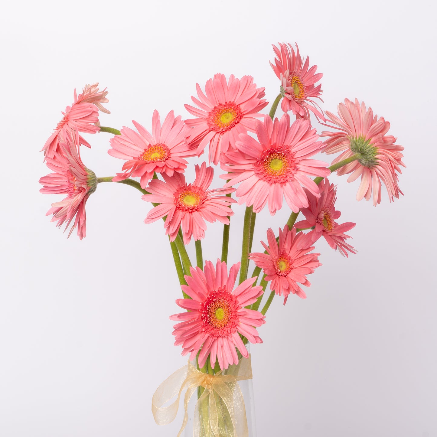 Gerbera Pink