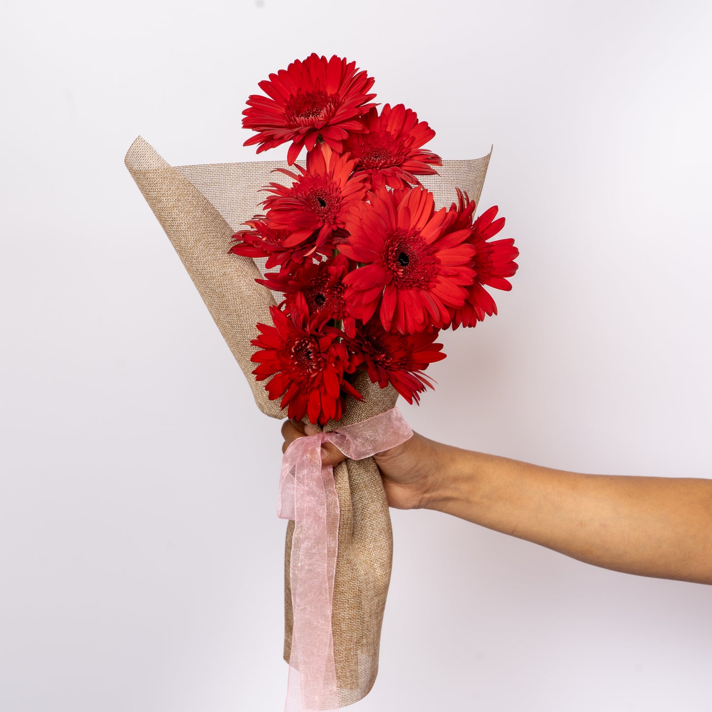 Gerbera Red