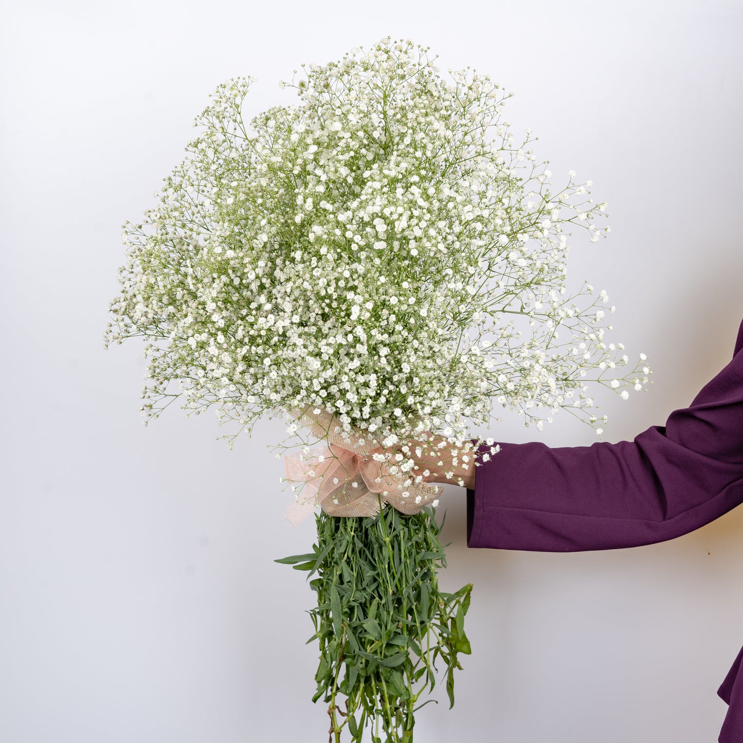 Gypsophila