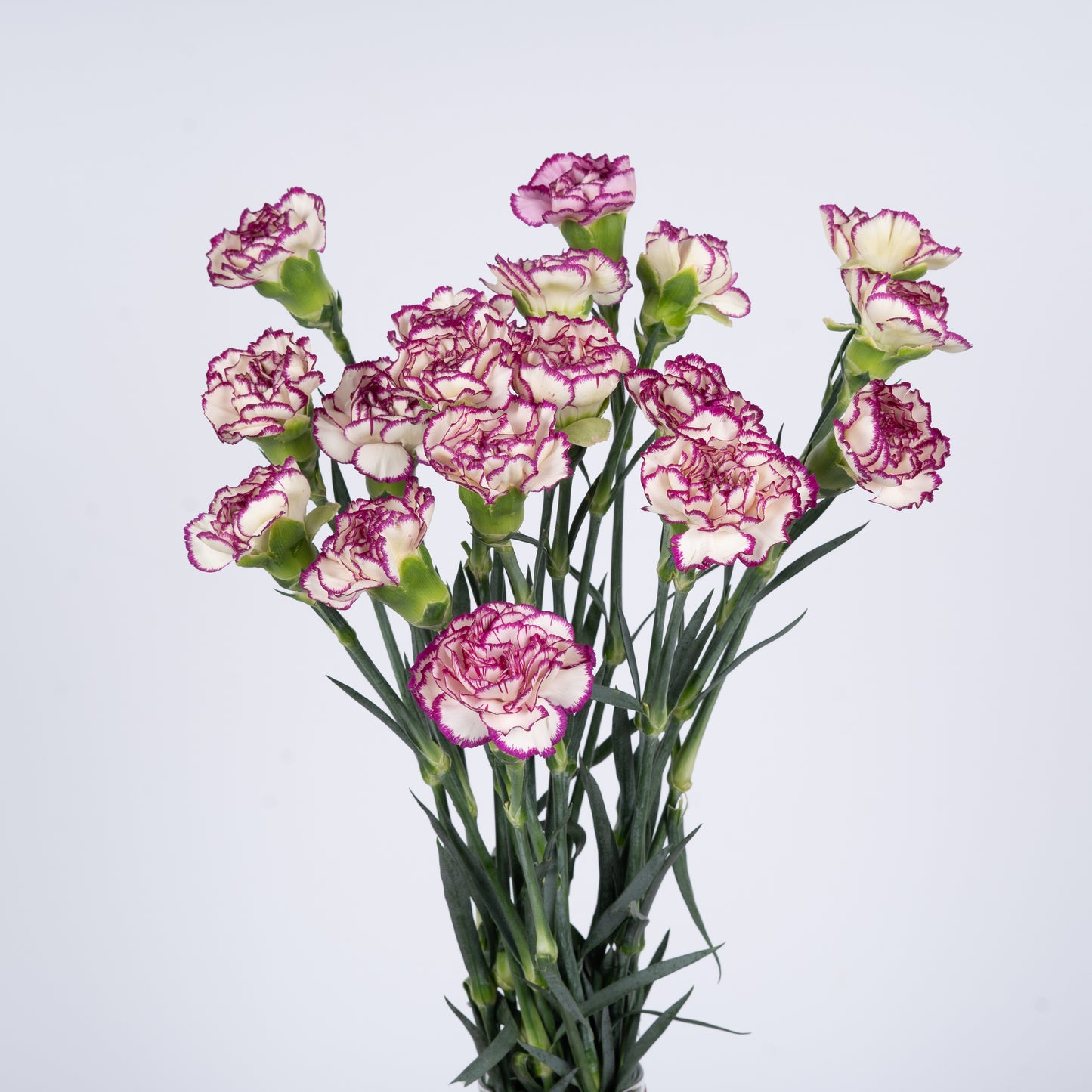 Carnation Shaded Purple