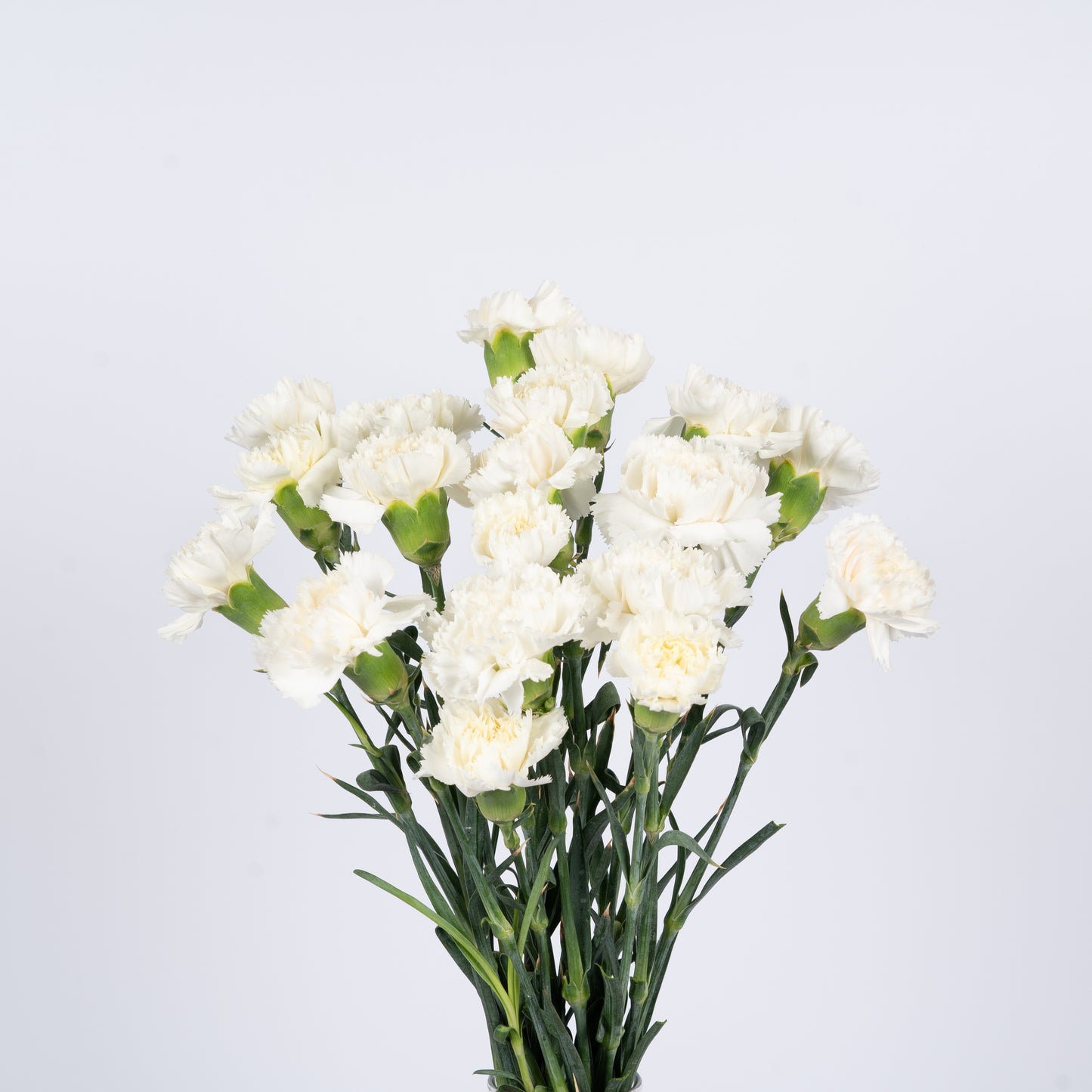 White Carnation