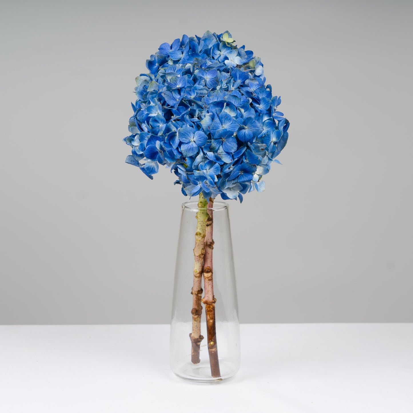 Hydrangea Blue