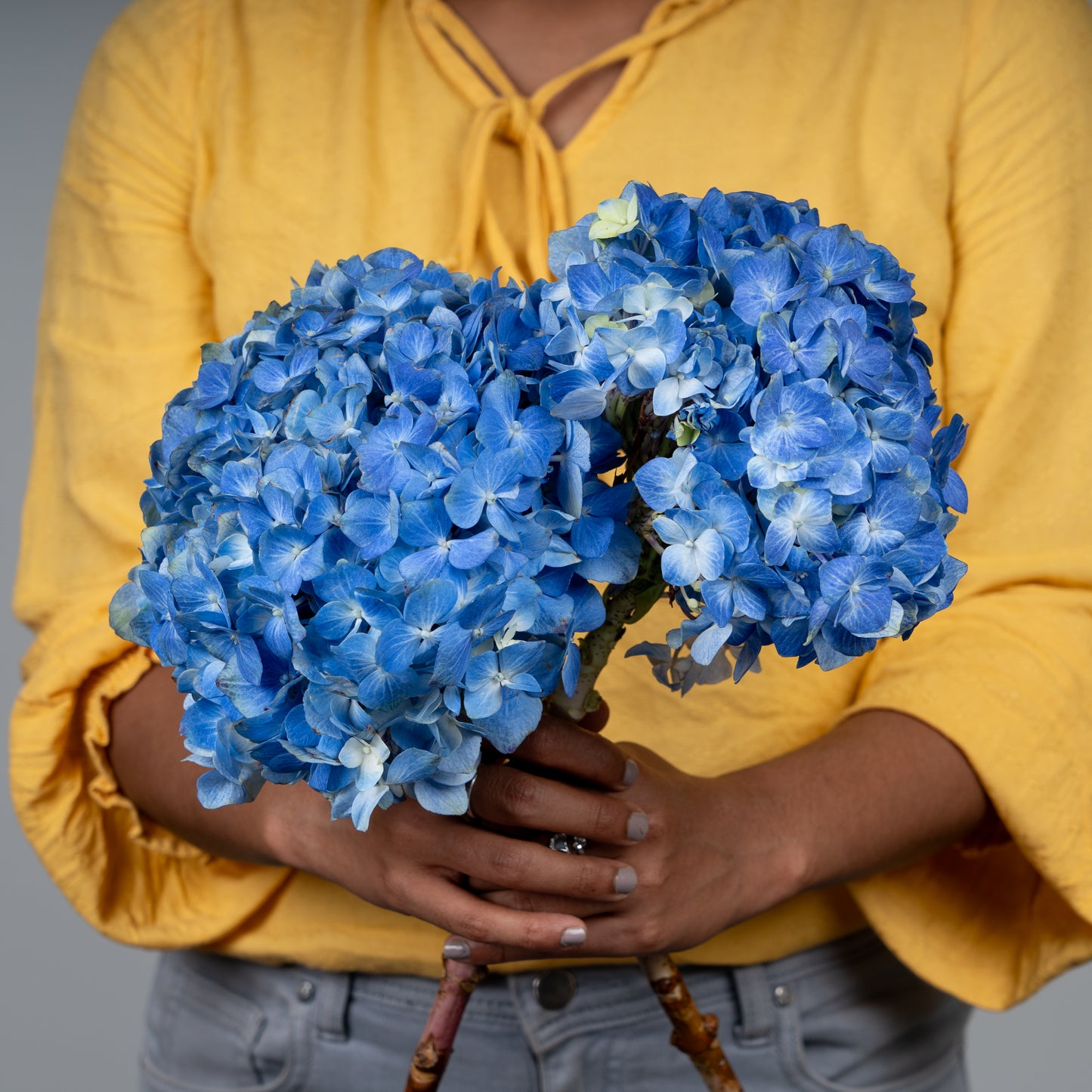 Hydrangea Blue