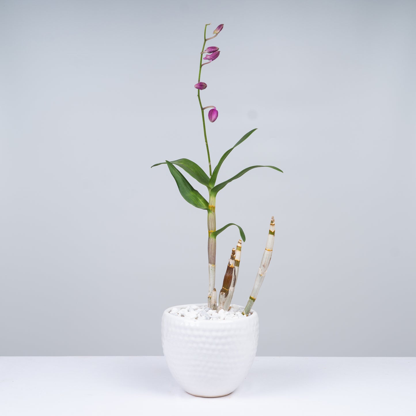 Phalaenopsis Plant with Ceramic Pot