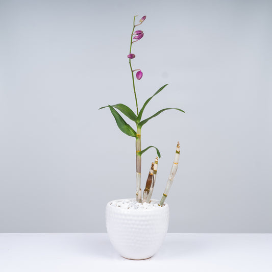 Phalaenopsis Plant with Ceramic Pot