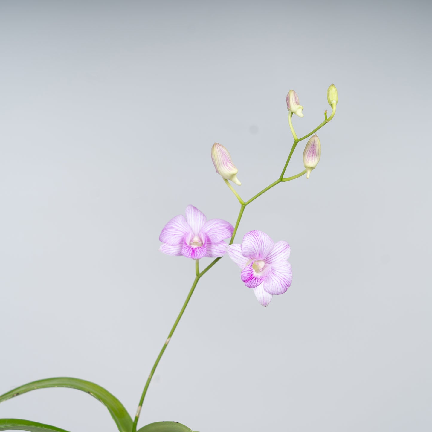 Orchid Plant with Ceramic Pot