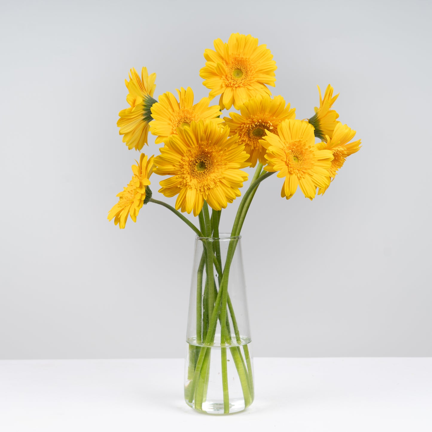 Gerbera Yellow