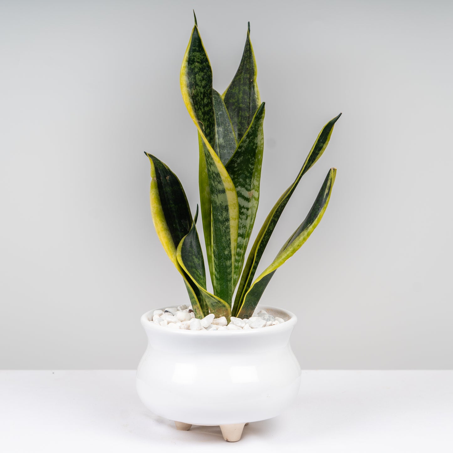 Snake Plant with ceramic pot