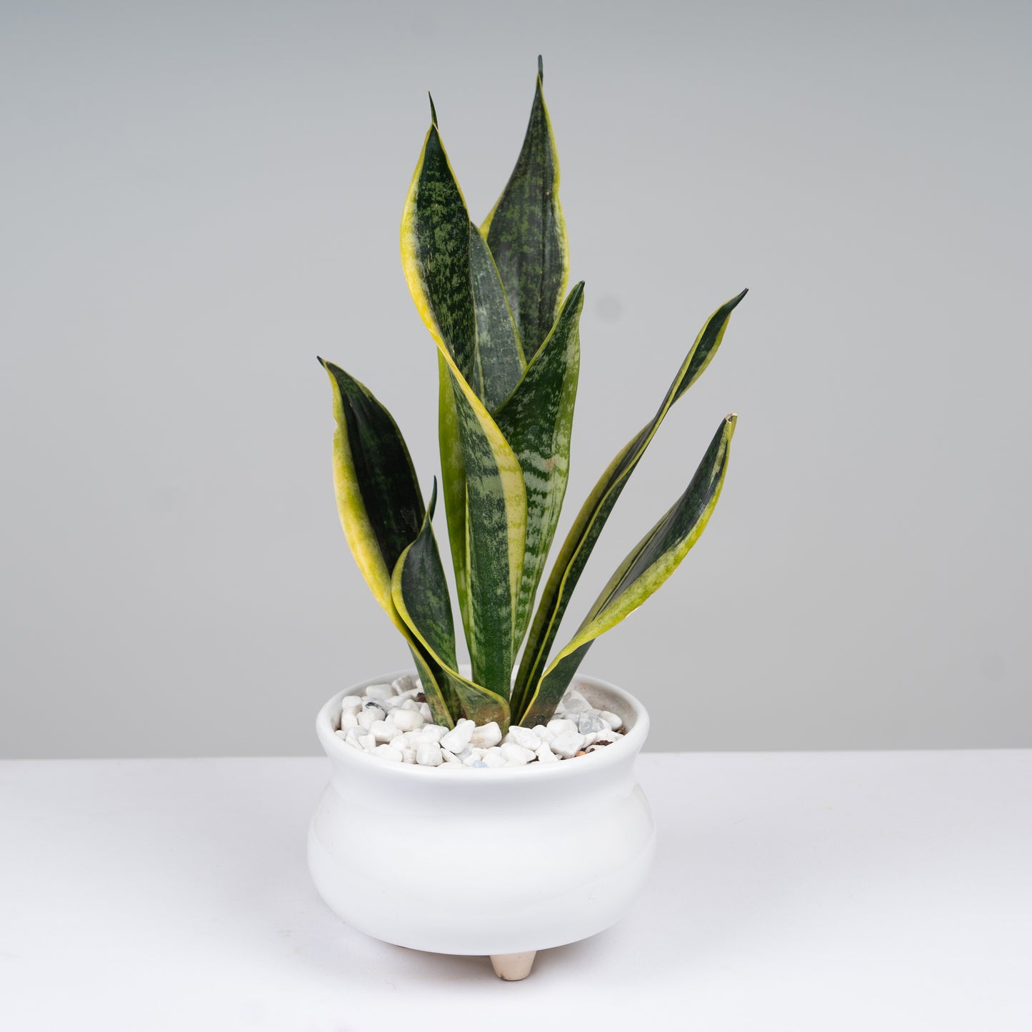 Snake Plant with ceramic pot